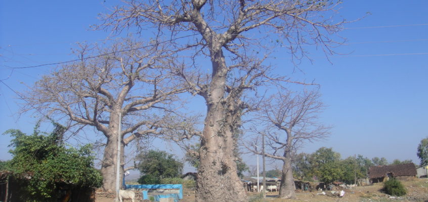 The Baobabs of Mandu